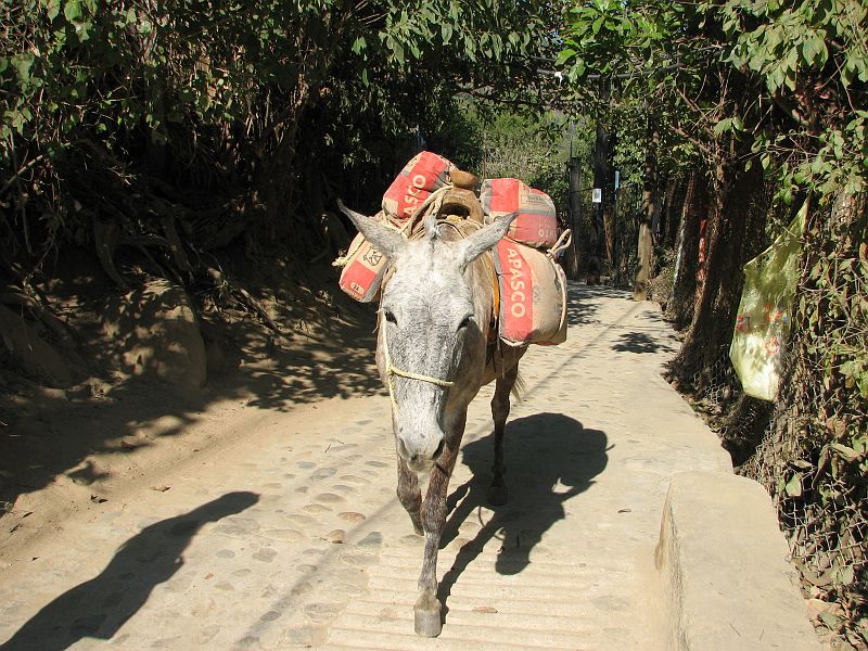 IMG_4195 Concrete for construction is transported by burro. There are no roads to Yelapa.