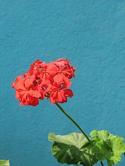 IMG_3921 