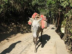 IMG_4195 Concrete for construction is transported by burro. There are no roads to Yelapa.