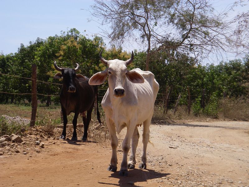 SAL_0488 Cows