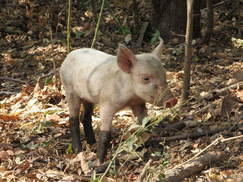 SAL_0750 Piglet!