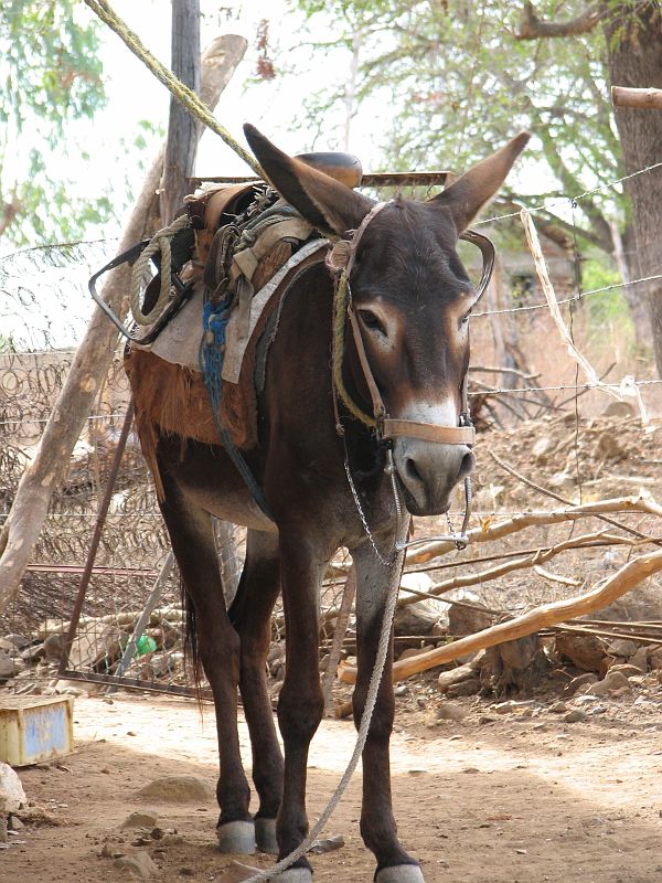 SAL_0837 Burro in the village of Los Llanos