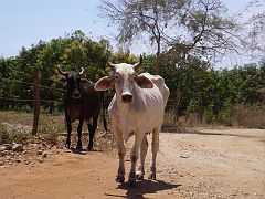 SAL_0488 Cows