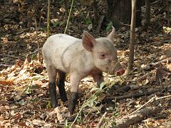 SAL_0750 Piglet!