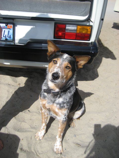 IMG_7957_t Dewey!