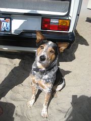 IMG_7957_t Dewey!