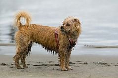 Dog_119__090807 