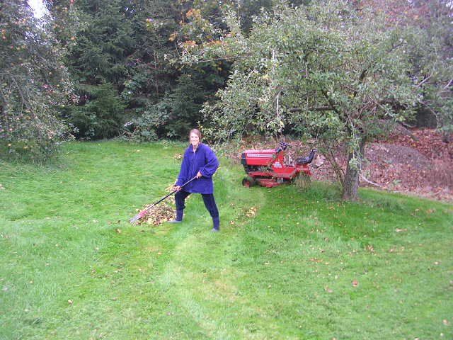 DSCN1975 Amanda tries to rake the apples out the way. It's a rake breaking task!