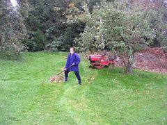 DSCN1975 Amanda tries to rake the apples out the way. It's a rake breaking task!