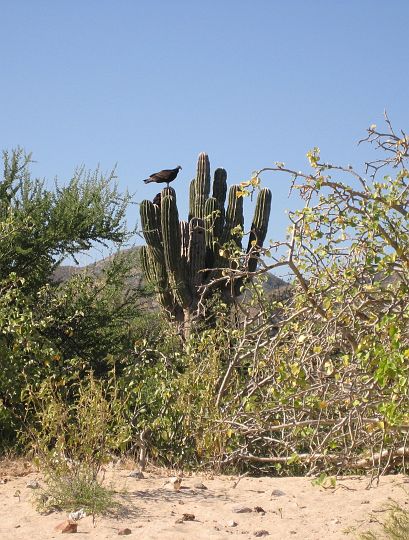 IMG_3038_crop.jpg - Vultures of Cabo Pulmo!