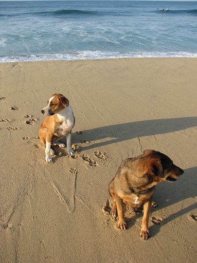 IMG_8545.JPG - Not so impressed by surfing!