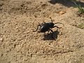 IMG_2967