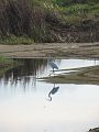 IMG_8528
