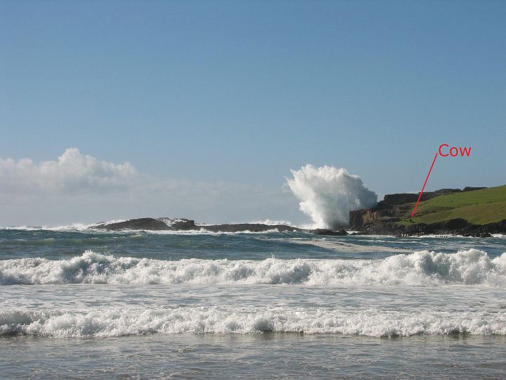 IMG_7930_cow.jpg - Where's Matt? Spot the very small cow. These waves are big today!